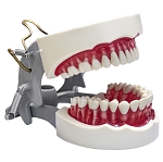 1560 Dental Hygiene Model with Soft Gingiva and 32 Natural Root Screw-In Teeth